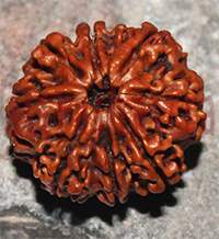 8 mukhi 209- 25mm